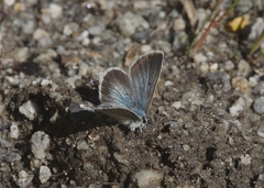 Aricia nicias