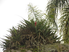Aechmea rubroaristata