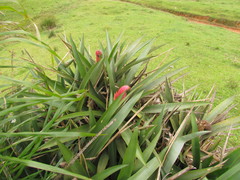 Aechmea rubroaristata