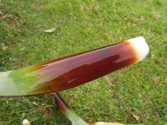 Aechmea rubroaristata