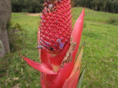 Aechmea rubroaristata