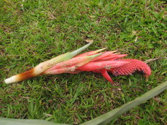 Aechmea rubroaristata