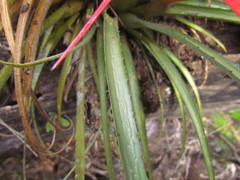 Aechmea recurvata