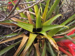 Aechmea recurvata