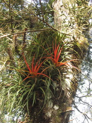 Aechmea recurvata