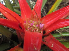 Aechmea recurvata
