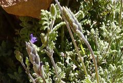 Lavandula mairei image