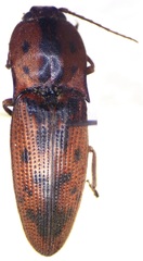 Conoderus pilati