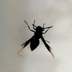 Parachartergus apicalis