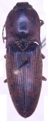 Conoderus pilati