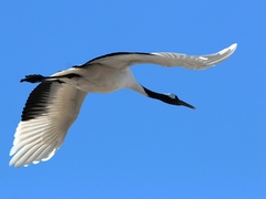 Grus japonensis
