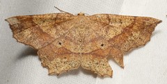 Euchlaena amoenaria