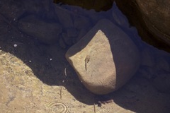 Pseudacris cadaverina