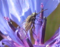Phthiria
