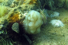 Phallusia mammillata