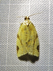 Paramesia gnomana