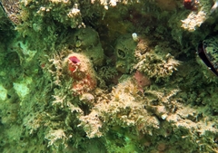Pyura dura