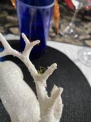 Phoebolampta caeruleotergum