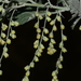 Artemisia - Photo (c) S.MORE,  זכויות יוצרים חלקיות (CC BY-NC), uploaded by S.MORE