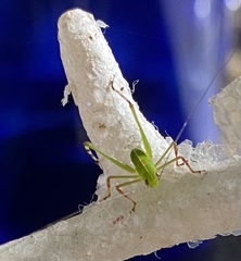 Phoebolampta caeruleotergum