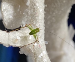 Phoebolampta caeruleotergum