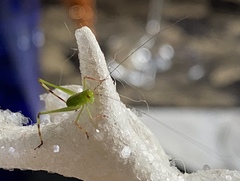 Phoebolampta caeruleotergum