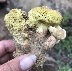 Gastroboletus