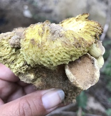 Gastroboletus