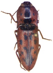 Conoderus pilati