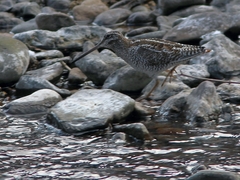 Gallinago solitaria