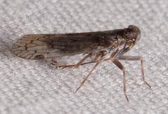 Melanoliarus placitus