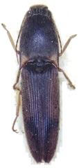 Conoderus rodriguezi
