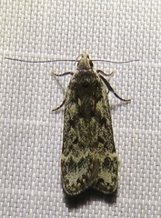 Anacampsis populella