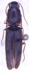 Conoderus rodriguezi