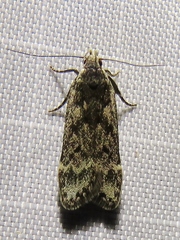 Anacampsis populella