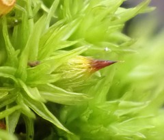 Orthotrichum stramineum