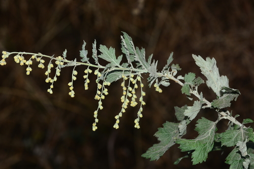 Image of Artemisia nilagirica by no rights reserved