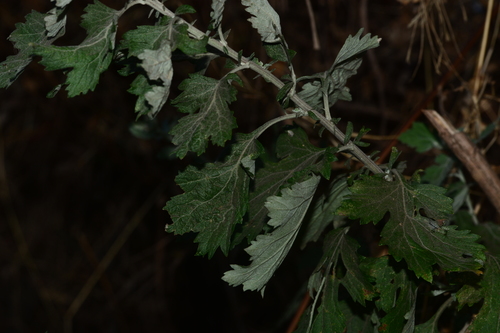 Image of Nilgri Wormwood (Artemisia nilagirica) by no rights reserved