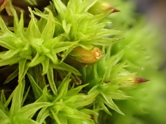 Orthotrichum stramineum