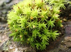 Orthotrichum stramineum