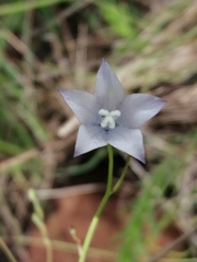 Wahlenbergia krebsii