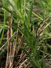 Wahlenbergia krebsii