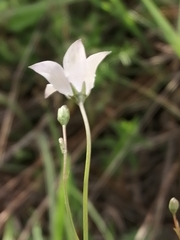 Wahlenbergia krebsii