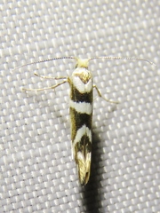 Argyresthia goedartella
