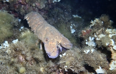Scyllarides latus