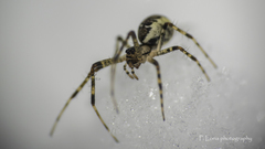 Pityohyphantes phrygianus