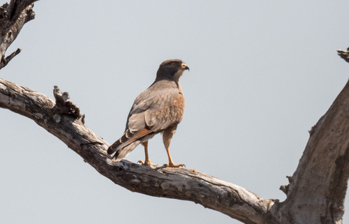 Grasshopper Buzzard