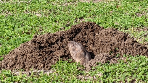 Attwater's Pocket Gopher