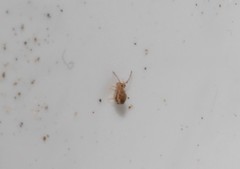 Jordanathrix articulata