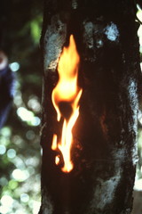 Tetragastris panamensis